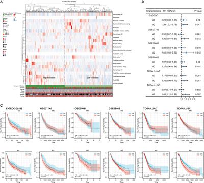 Investigation of M2 macrophage-related gene affecting patients prognosis and drug sensitivity in non-small cell lung cancer: Evidence from bioinformatic and experiments